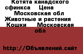 Котята канадского сфинкса  › Цена ­ 6 500 - Московская обл. Животные и растения » Кошки   . Московская обл.